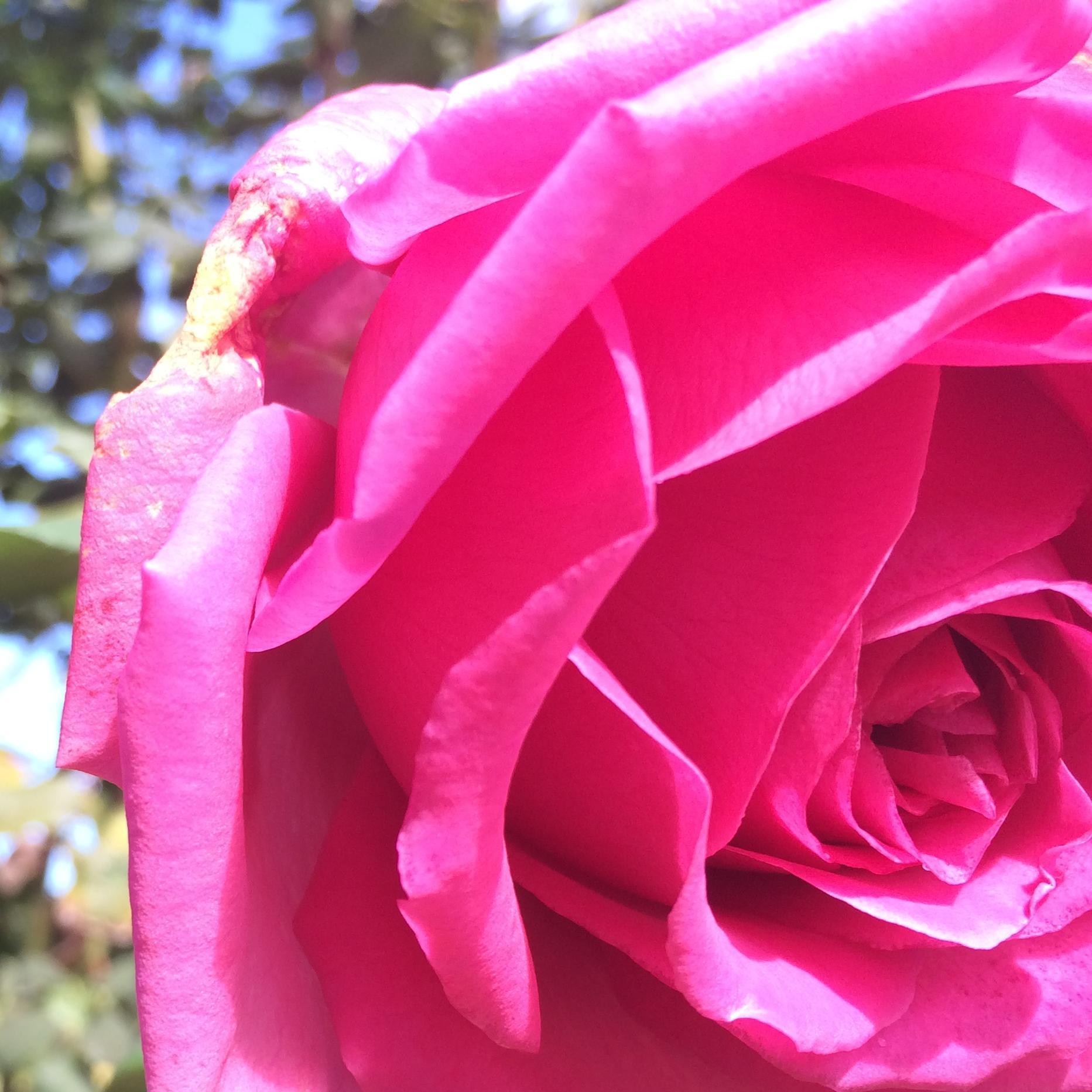 itspinkday's profile picture. Wednesday is Pink Day. Sharing pink wardrobe choices, pink stationery or whatever takes your fancy to help everyone through the middle of the week.