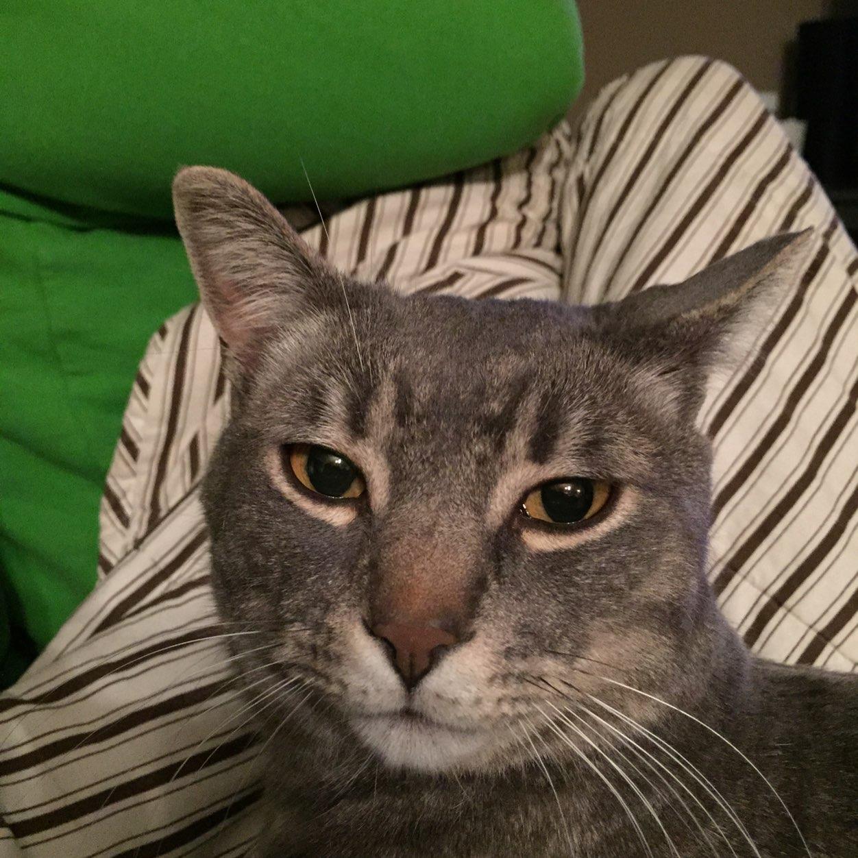 Lizardholmes's profile picture. 