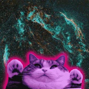 NeilTyson8's profile picture. 