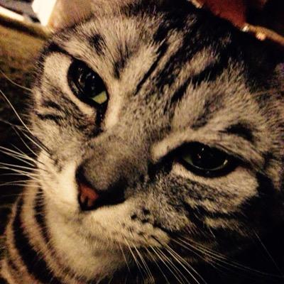 SuZuMuGA1's profile picture. 早くもふもふするがよい。