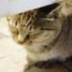 ワイはキバオウってもんや