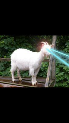 Goat_Team_77's profile picture. #OpISIS #OpAntiISIS #GoatsAgainstSIS #OpCharlieHebdo #OpIceISIS #GoatsAgainstISIS  --une biquette en forme pour les rats d'ISIS--