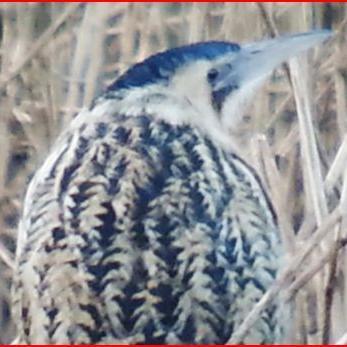 Bird news from the local patch of Marbury CP/Neumann's Flashes. Legacy of local patch birder Pete Antrobus. Please add your sightings & photos.