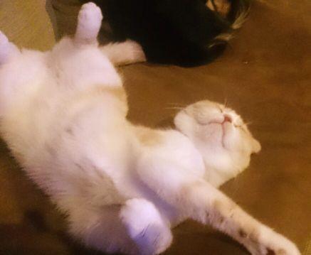 atu_hara's profile picture. 