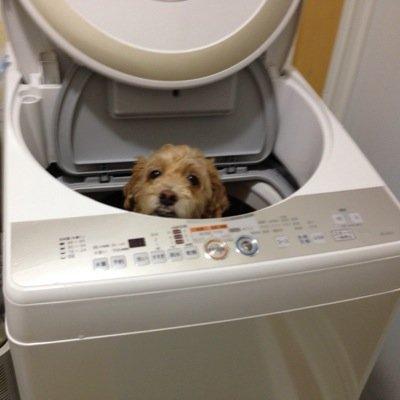成人済み