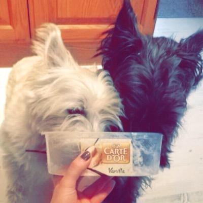 Hi we're Bella, Rosie &a Rorie a Westie, Scottie and rescue cat. We're best friends on the lookout for new friends! Our human is @I_Am_Duffers