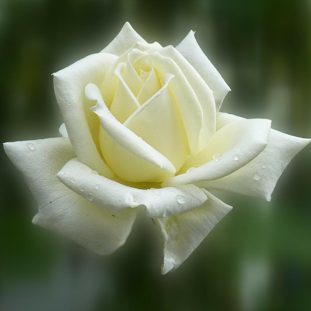 Oshoesvida's profile picture. Todo por amor