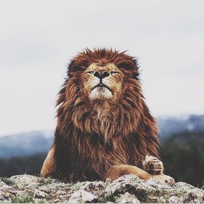 Beatiful animals from around the world.