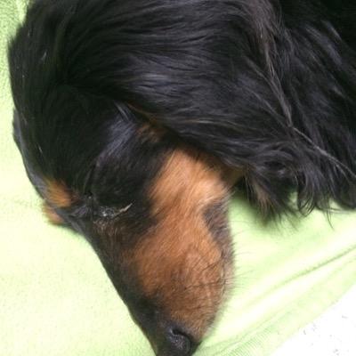 愛犬がいればがんばれる！ 90年代生まれ　20↑