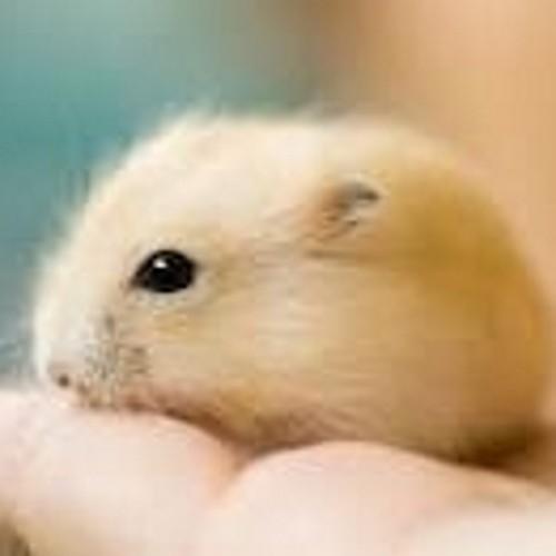 hammielover567's profile picture. Im martyna and i like hamsters