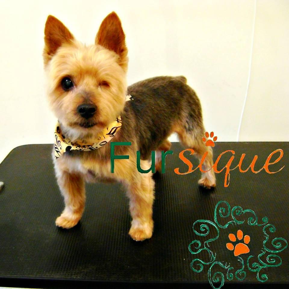 fursique's profile picture. Pet Spa and Grooming