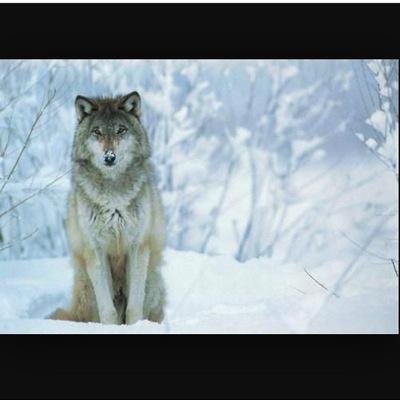 SALUT !! ici tu trouveras touts les renseignements sur les loups nous sommes sur instagram twitter face book et youtube :) demandez nous n importe quoi