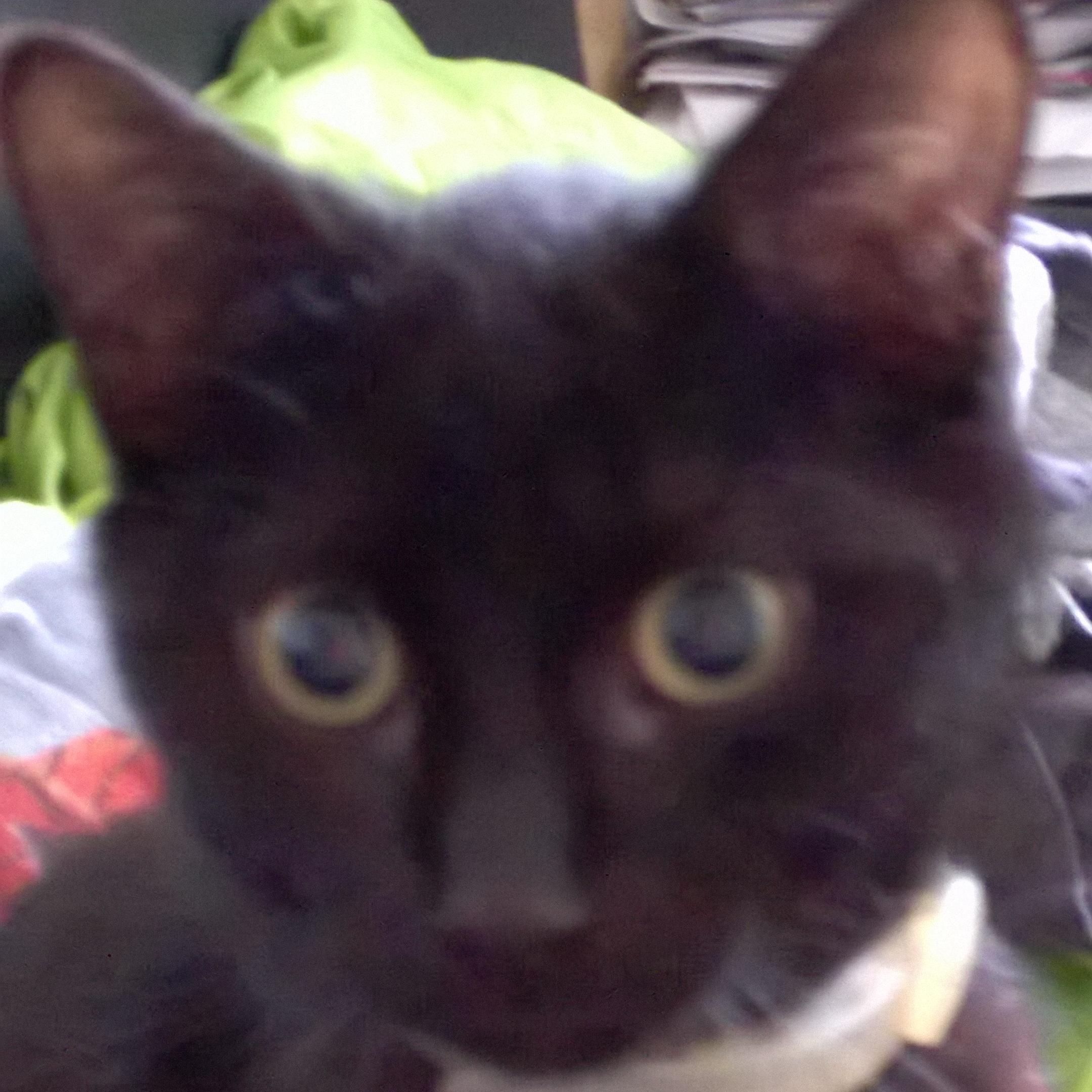 michael_wooops's profile picture. 