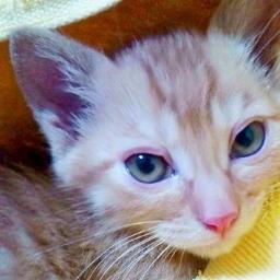 真面目で誠実なIT系サラリーマン大家です。