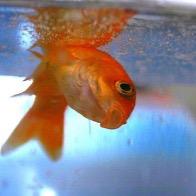 Help us save aquatic creatures from domestic violence. Fish are friends, not pets. #savethefish2015