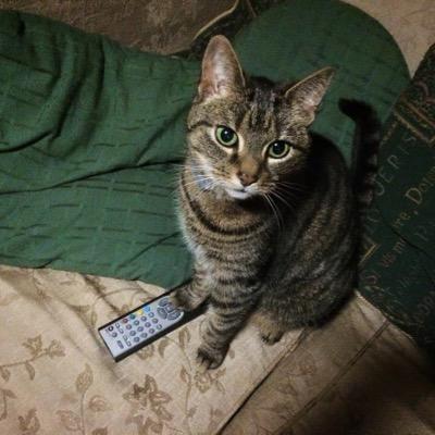 hello humans. I is a boaty cat livin on da smelli canals of burminum. follow my travels