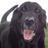 seba4559's profile image