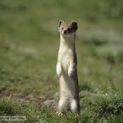 JOeweAsel116's profile picture. 