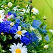 xJonasBrother's profile picture. OPEN TO LEARN NEW THINGS