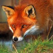 RedFoxinNature Profile Picture