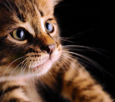 pandabear3380's profile picture. 