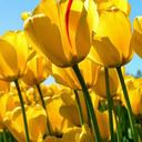 Jane Webb - @JaneWebblj - Twitter