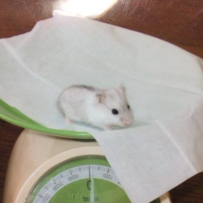 ゆたんぽの、ゆたぽんだよ☆君の心と体を温めてあげる☆  也背後