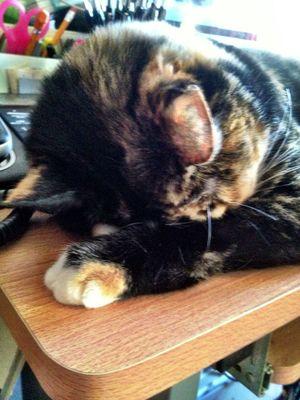 cslunafae's profile picture. Married to Tim