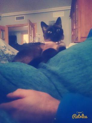 Presumida como mi dueña,me encanta pasear,soy divertida,me gusta dormir.......y mi dueña @carmenlomas la adoro por los cuatro costaos