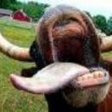 yoavshtresler's profile picture. 