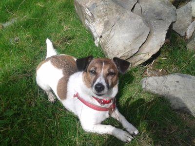 mum to unruly jack russell, part time sprocker carer, lives in the Lake District .Follower of farmers -  eat local or grow your own 🐕🐮🐑