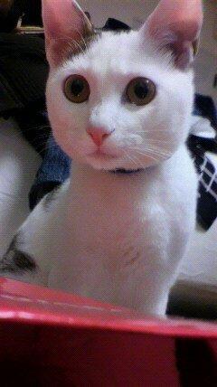 僕がリーダーだから当然だね！ (GEB(声♂10♀18)GE2(声♀17)自己満足コウタ大好きうちの子ｂｏｔ。コウ主要素含みますので、苦手な方はご遠慮ください) よそのこについても呟きます。アイコンは遥ちゃんより！