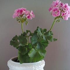 bjrn_martin's profile picture. 