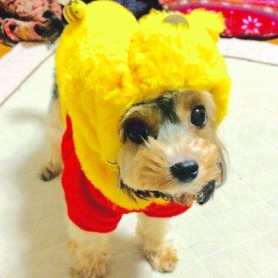猫、バンド、お笑い好き。 常に少年の心で。  お茶っ髪だしょ。寝癖じゃない、お洒落。春からNIMS