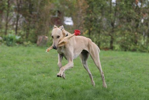 Bentleythegery's profile picture. I'm  retired racing greyhound who's still trying to  learn how to live outside a kennel. Boy those humans are weird