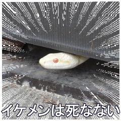 マイクワゾウスキー、すきー
