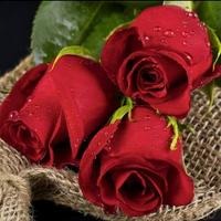 الإعلامية حنان الغامدي (@amrazane) 's Twitter Profile