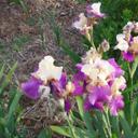 Sherry Diaz - @sherrydiaz43 - Twitter