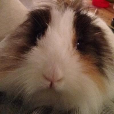 booty_kev's profile picture. Hi I'm Little Booty Kev AKA Kevin Krause i enjoy my soccer ball, and eating hay and running around outside my cage daily. my best friends name is Drake the pup