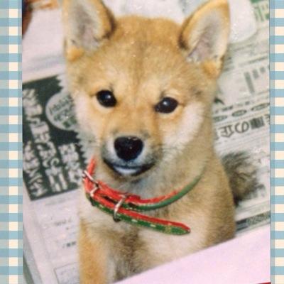 50年越え🐯虎愛💕Tigers#16#2#29 #33#58 #54⚾️プロ野球と🐕柴犬が大好きなおばさん😄東方神起愛は変わらずず～っと💞