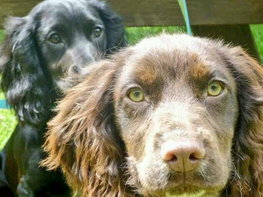 Reward based clicker training for dogs of all ages. From sits to stays, from search to detection, & from rescue to assistance dog.
