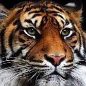 larnaj12's profile picture. 🇲🇽