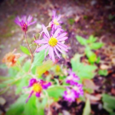 茉緒（まお）です。成人済。最近はスクフェスとツムツム、たまにパズドラ。はなよちゃんと結婚したい人生('､3_ヽ)_ スクフェスID：370470995