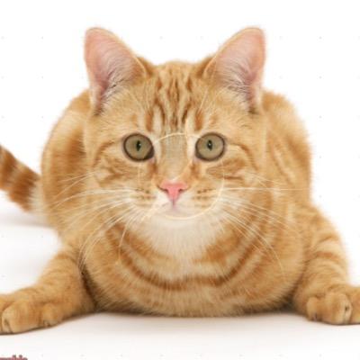 YOU WANT 500-700 REAL (!) FOLLOWERS A DAY?? SCHEDULED TWEETS? HELP WITH MANAGING YOUR ACCOUNT SUCH AS FOLLOWBACK, UNFOLLOW & I FOLLOWBACK WITHIN 1-3 DAYS