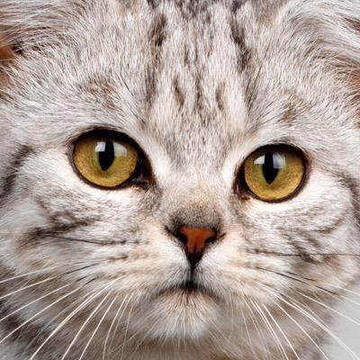 秋田 CASもしよーかな