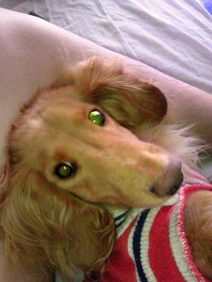 インボイス制度反対する(語彙力無い)犬さんのプロフィール画像