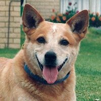 Mary Durack(@topendredheeler) 's Twitter Profile Photo