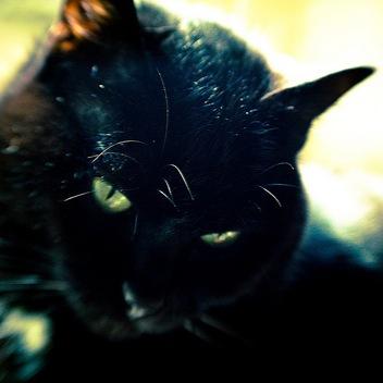 One of ThunderClan's medicine cats. Not ploting to kill @Icytrails & @TrailOfEchoes! I-I don't love @JayfeatherCat I just really really like him. IM LIKE HERE