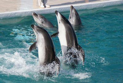 水族館、動物園、映画(ｼﾞｪｲｿﾝｽﾃｲｻﾑ主演作品、TF、ﾀｰﾐﾈｰﾀｰ、ﾐｭｰﾀﾝﾄﾀｰﾄﾙｽﾞなど)好き(^ω^)登山、釣り、ﾀﾞｲﾋﾞﾝｸﾞ、乗馬、に興味あり！line水族館好き海獣好きｸﾞﾙｰﾌﾟﾒﾝﾊﾞｰ募集中！！