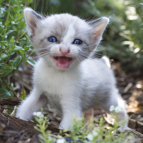 TheMeow's profile picture. artist, teacher, never really figured out how to use Twitter effectively, find me on “meta” instagram @auerbachtoberfest